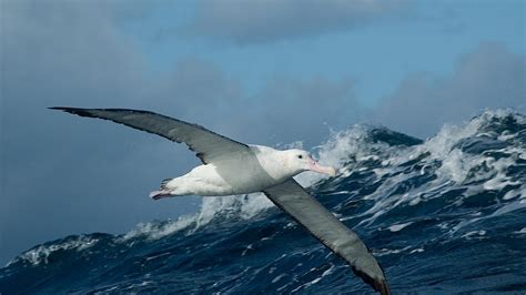 Wandering albatross – Australian Antarctic Program