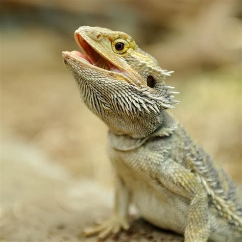 Bearded Dragon Teeth & Care: What Every Owner Needs To Know