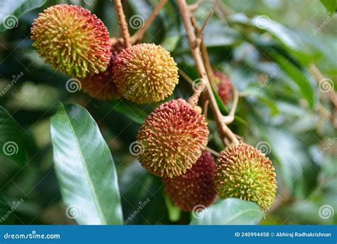 Pulasan fruit ripe stock photo. Image of sweet, tree - 240994458