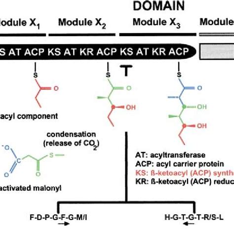 Schematic model of the first domains of the polyketide synthase (based ...