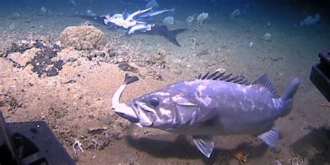 Shark swallowed whole during rare deep-sea feeding frenzy off South Carolina coast, video shows ...