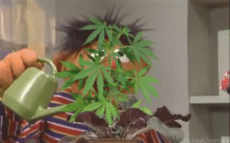 Weed Sesame Street GIF - Weed SesameStreet BurtAndErnie - Discover ...