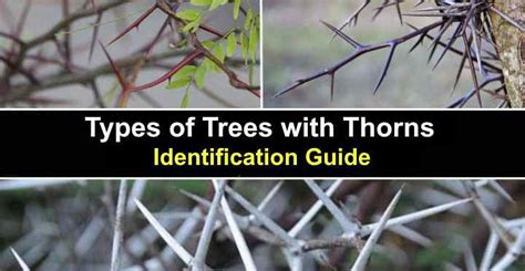 Thorn Trees Identification