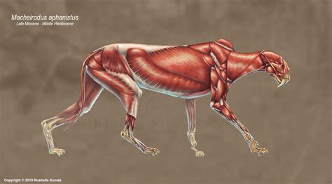 Machairodus Aphanistus Skeleton Study (No Labels) by TheDragonofDoom on ...