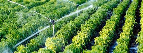 Efficient & Precise Micro Irrigation System