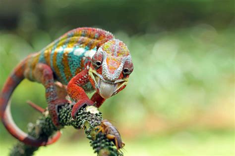 11 Showstopping Chameleon Species