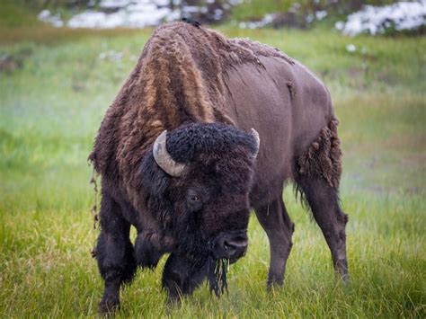 Premium Photo | Large yellowstone bison buffalo at yellowstone national park wyoming usa