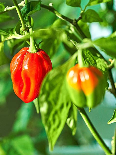 Habanero Pepper: A Delicious and Spicy Journey | Spice and Life