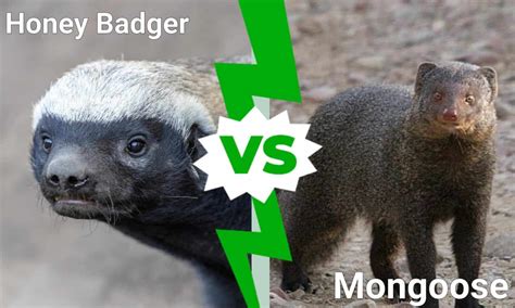 Honey Badger vs Mongoose: 5 Key Differences - A-Z Animals