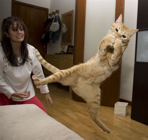 Just some fabulous jumping cats! - Imgur | Jumping cat, Scared cat, Crazy cats