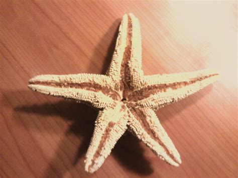 ARCHIVE - Echinodermata, asteroide - marinelife1011