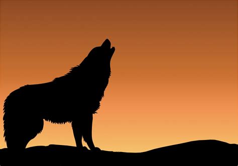 Wolf Howling Sunset Silhouette Free Stock Photo - Public Domain Pictures