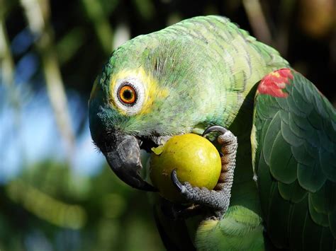 Images of parrots