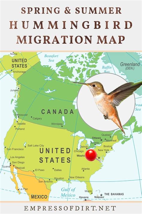 2021 Hummingbird Migration Map (Find Out When to Expect Them)