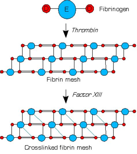 How Blood Clots: Platelets and the Coagulation Cascade | Owlcation