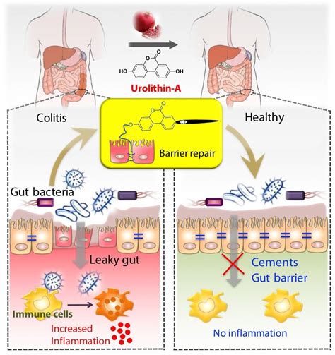 Metabolite Urolithin A (UroA), produced by gut microbiota from berries and pomegranates reduces ...