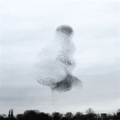 Murmuration Starlings GIF - Find & Share on GIPHY