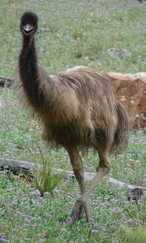 Emu (Dromaius novaehollandiae) | Australia animals, Ostriches, Pet birds