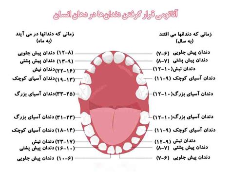 آناتومی دندان (عصب، ریشه، تعداد، شکل دندان) | مجله آموزشی جامعه دندانپزشکی