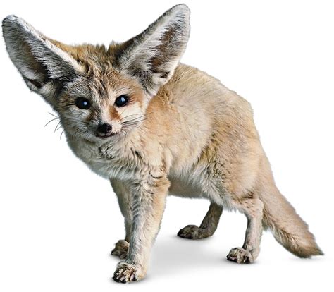 Fennec Fox Facts | What Do Fennec Foxes Eat | DK Find Out