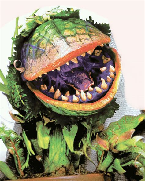 Audrey II | Little Shop of Horrors Wiki | Fandom