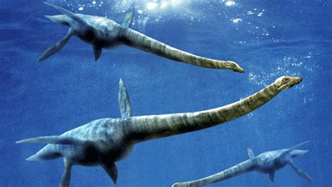 20 Facts about Plesiosaur to Know What this Creature is - Mysterious Monsters