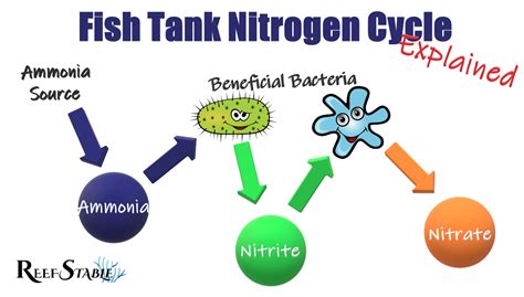 Understanding Nitrogen Cycle in Aquarium for Beginners