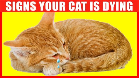 12 Critical Signs that Indicate Your Cat is Going to Die - YouTube