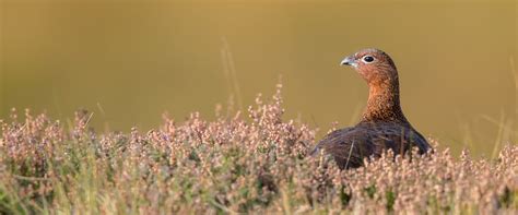 "Red Grouse" Images – Browse 1,362 Stock Photos, Vectors, and Video ...