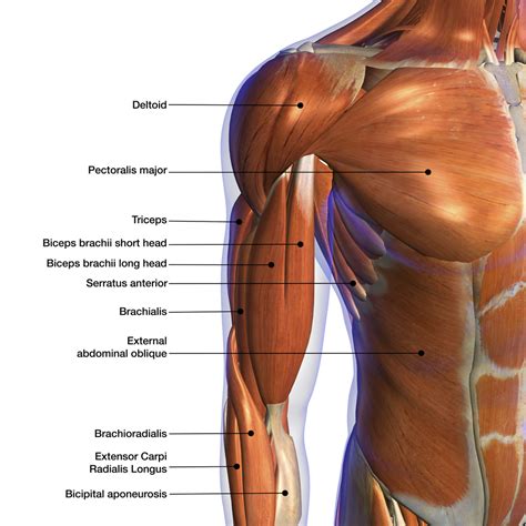 Anatomie : Les Biceps - Blog Eric Favre | Sport Nutrition Expert