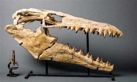 Mosasaur Skull For Sale - Prognathodon – Fossil Realm