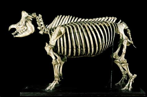 19th Century Rhinoceros Skeleton Photograph by Patrick Landmann/science ...