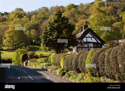 UK England Cheshire Alderley Edge The Hough Holly Trees timber framed thatched cottage Stock ...