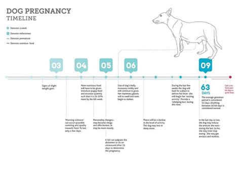 Labrador Retriever Pregnancy Week By Week - Calendar And Stages