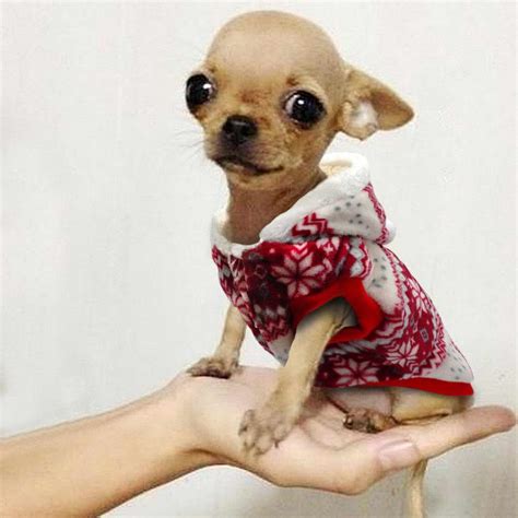 Chihuahua Clothes XS