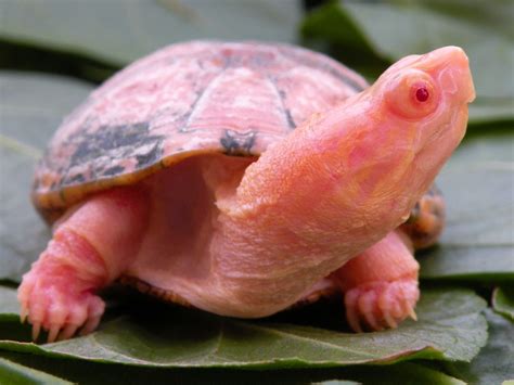 Albino Kinosternon hippocrepis | Albino, Natural wonders, Animals