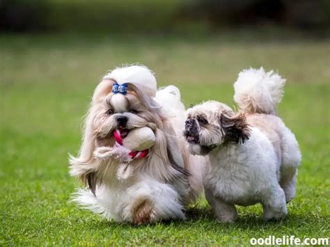 At What Age Do Shih Tzu Puppies Calm Down? - OodleLife®