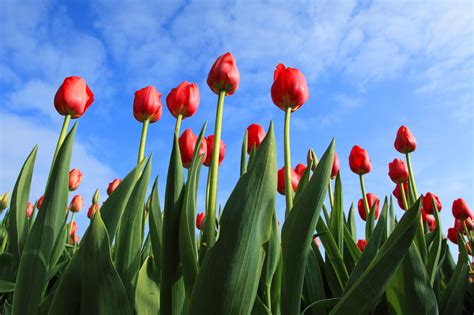 Tulips With Blue Sky Free Stock Photo - Public Domain Pictures