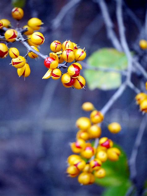 Oriental Bittersweet Berries in November Photograph by Rachel Morrison ...