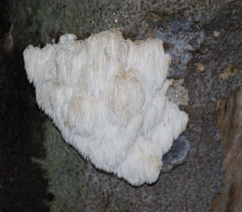 High Virginia Outdoors: Edible Autumn Mushrooms