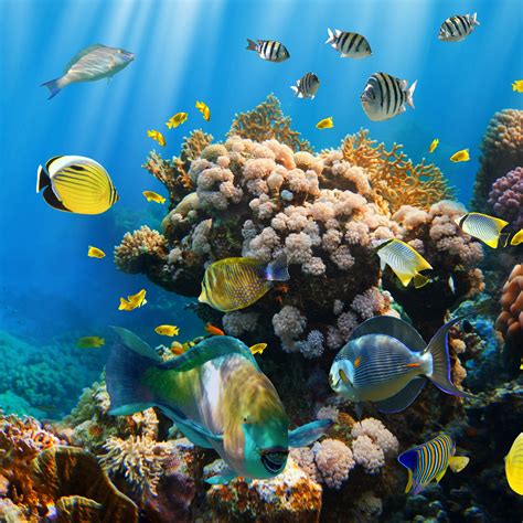 Ocean Reef Wallpaper - WallpaperSafari