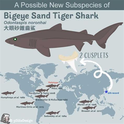 Possible New Subspecies of Bigeye Sand Tiger Shark