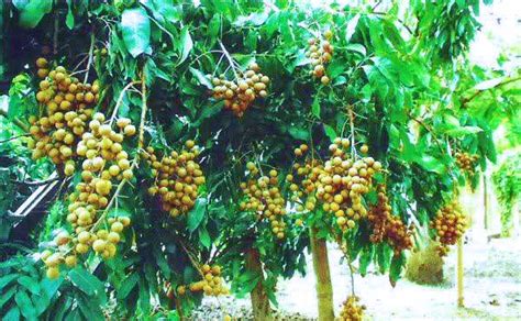 Pohon Kelengkeng Sudah Berbuah | Harga Bibit Tanaman