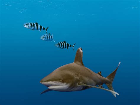 Oceanic Whitetip Shark Attacks Diver Shark Week Discovery