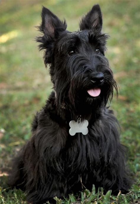 Luna my Scottish Terrier! | Dog breeds, Beautiful dogs, Cute dogs