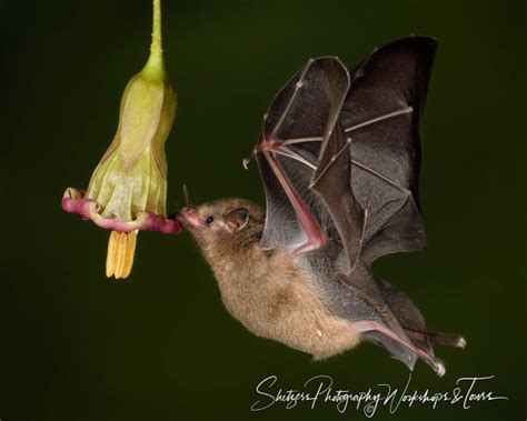 Long-tongued nectar bat drinking from a flower - Shetzers Photography