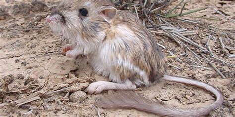 Kangaroo Rats - White Sands National Park (U.S. National Park Service)