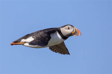 Puffin fly-by | Isle Of May, Scotland | www.matttrevillionphotography.com | Flickr