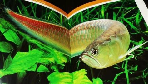 Japanese photo book - Arowana breeding guide of the world - Silver, Black,etc…