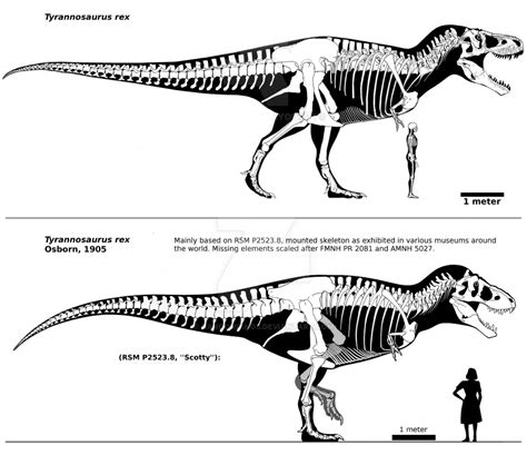 Size comparison scale | The World of Animals T.rex Sue vs Scotty en 2020 (con imágenes ...